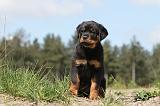 ROTTWEILER 197